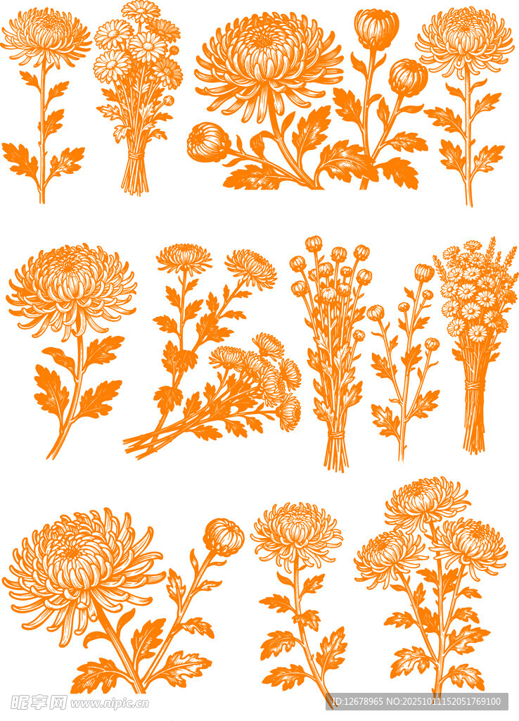 橙色菊花植物矢量插画