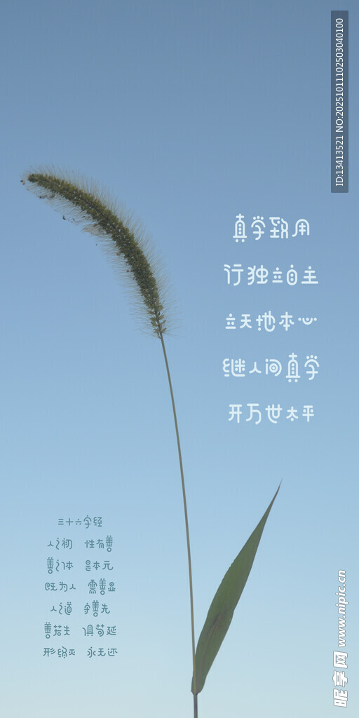 狗尾巴草 手机壁纸