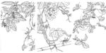 国画工笔白描学习画稿草虫三幅