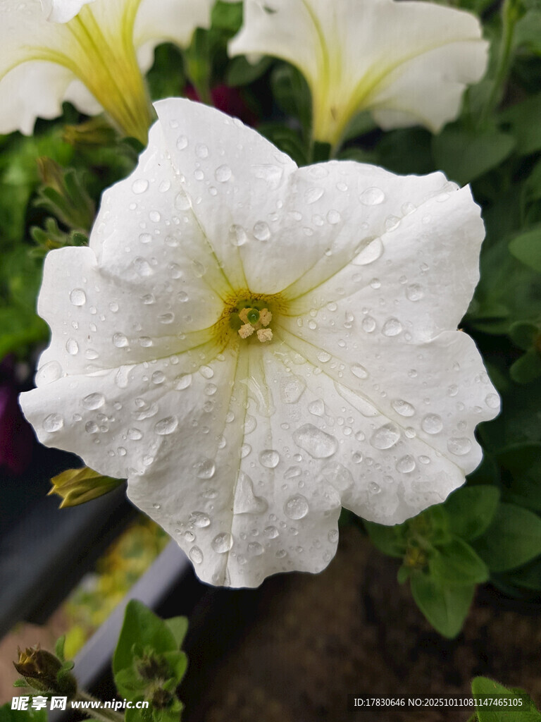牵牛花