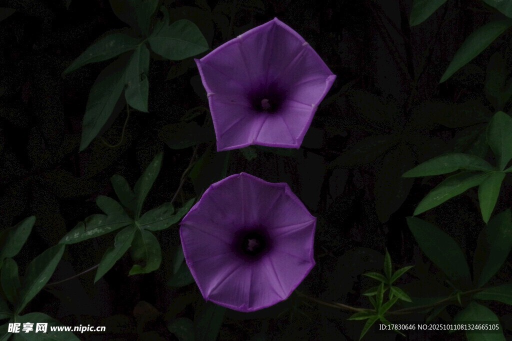 牵牛花