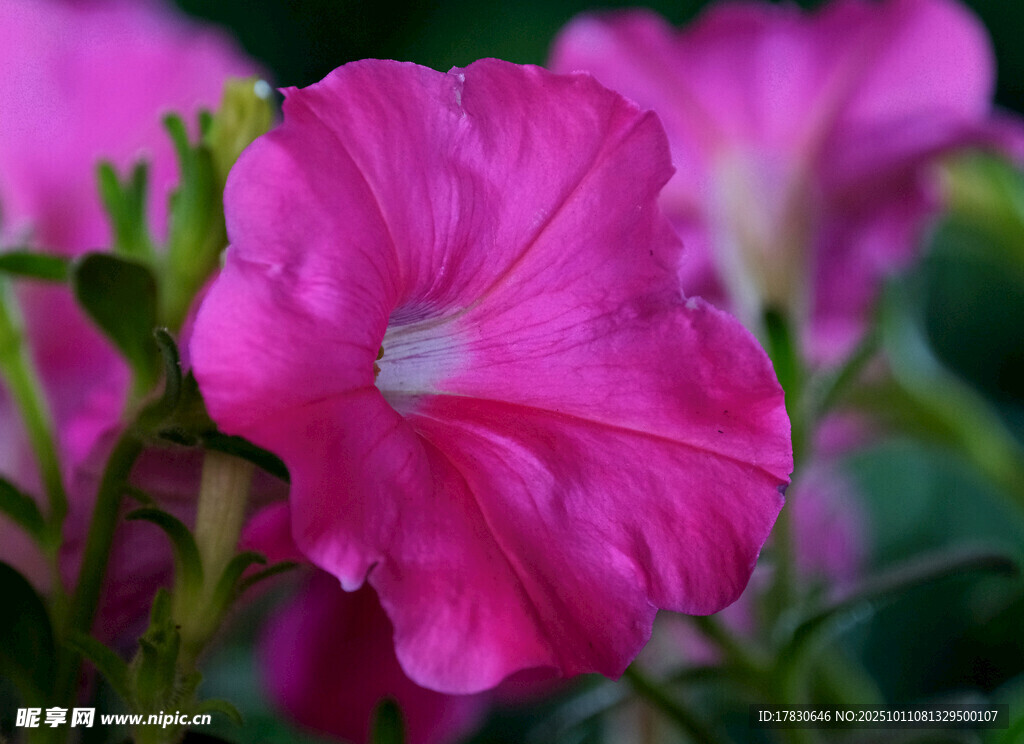 牵牛花