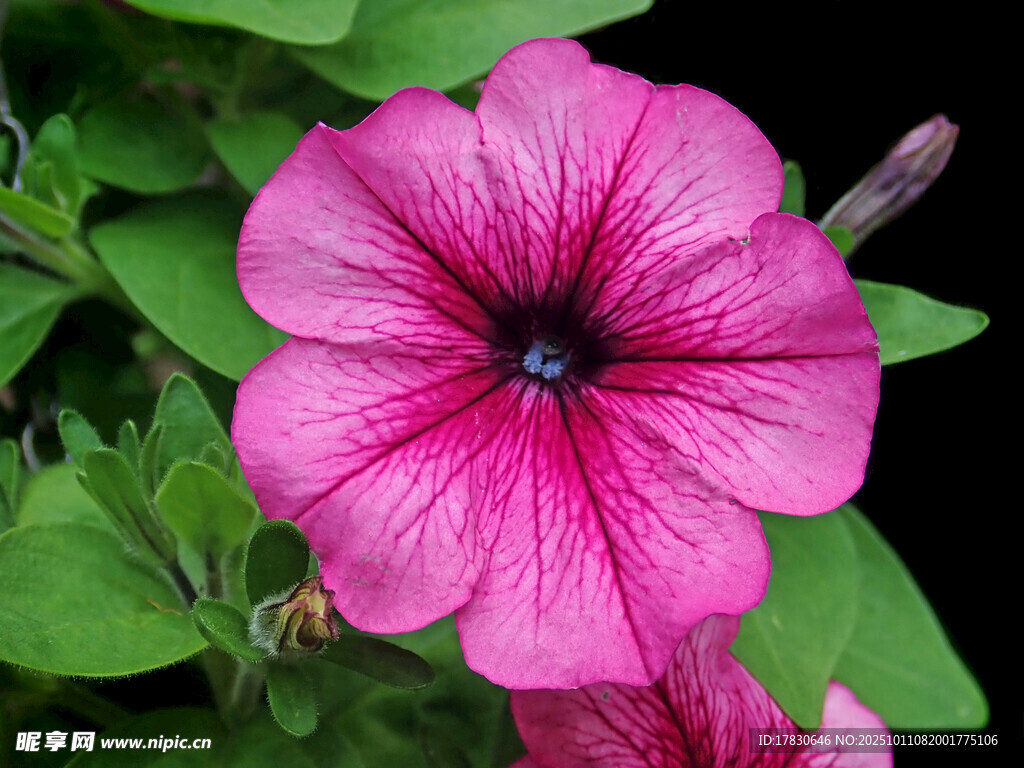 牵牛花