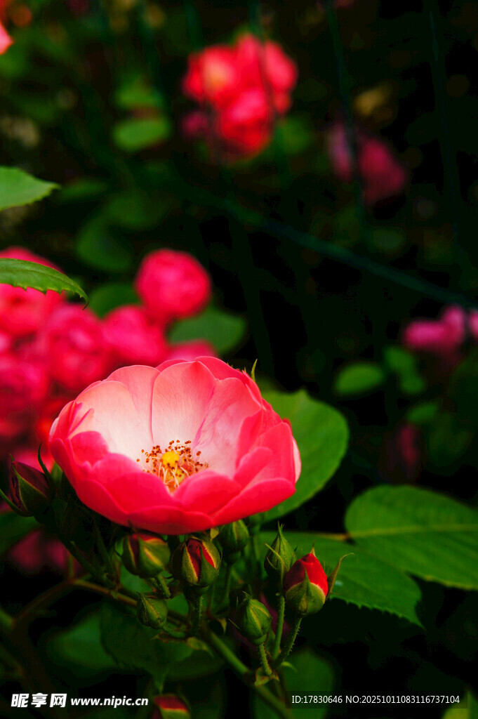 蔷薇花