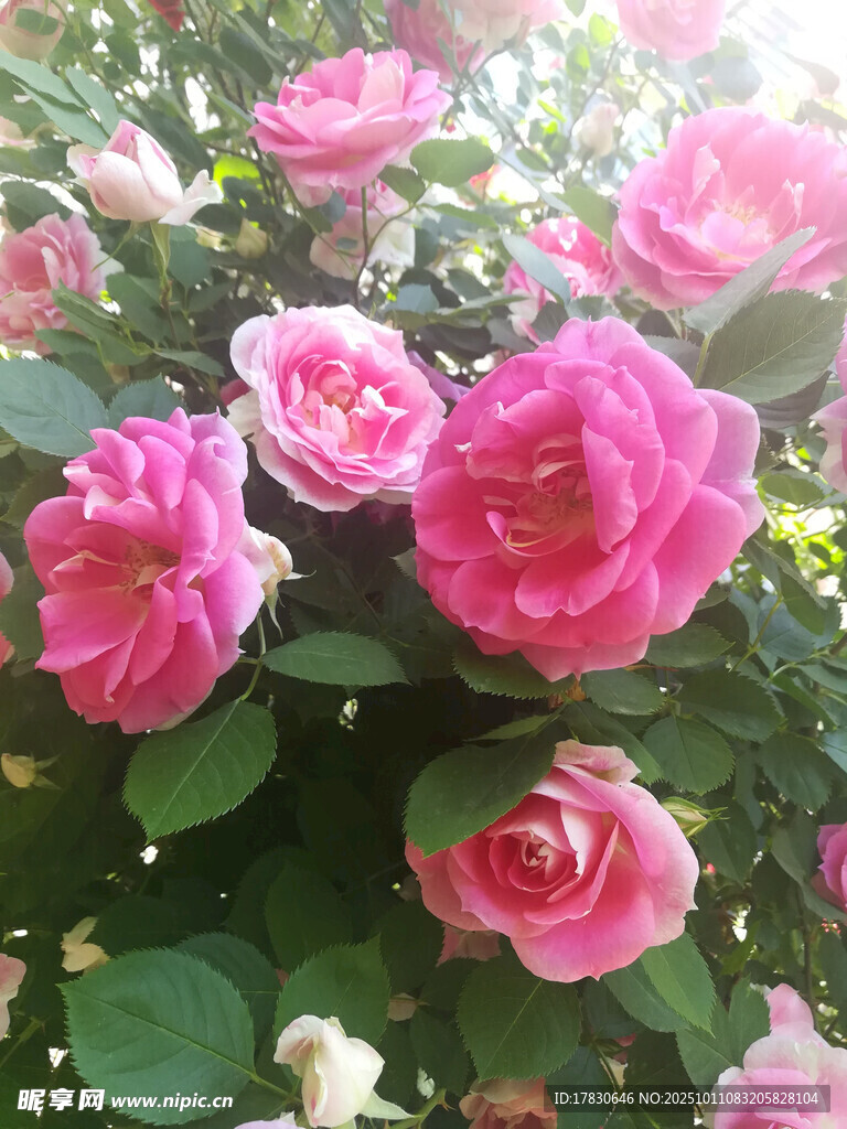 蔷薇花