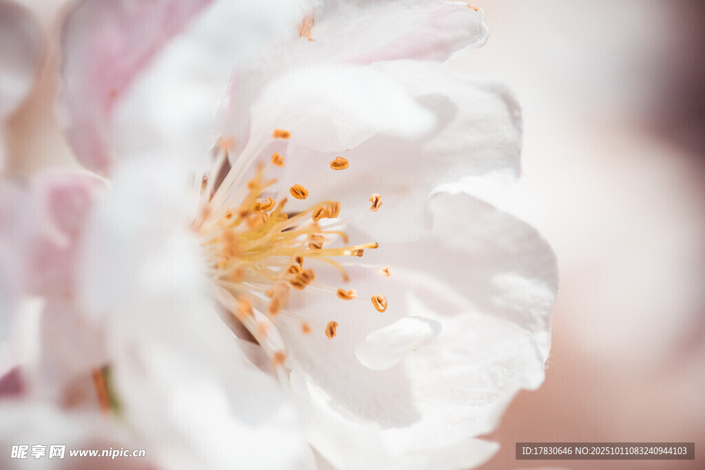蔷薇花