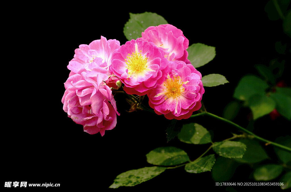 蔷薇花