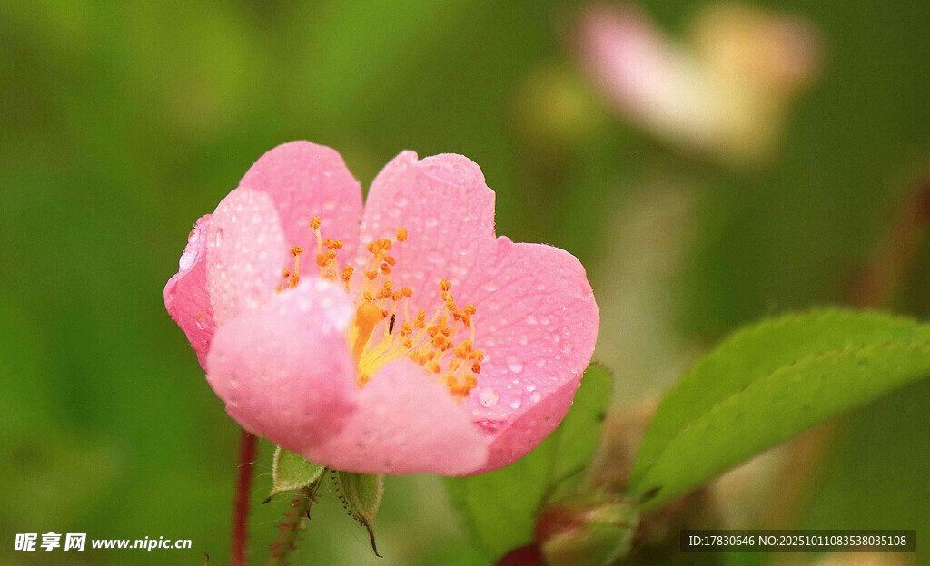 蔷薇花