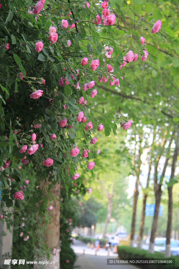 蔷薇花
