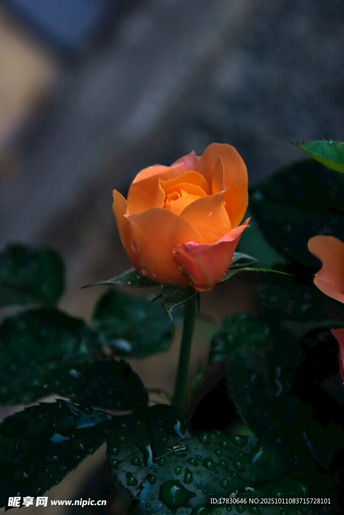 蔷薇花