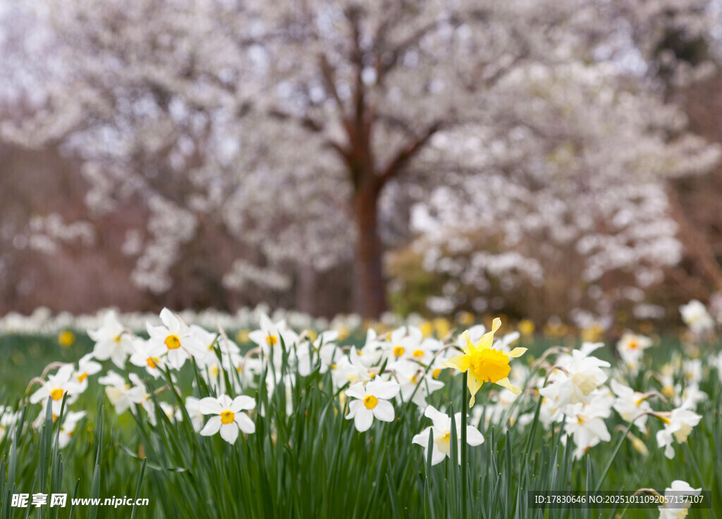 水仙花
