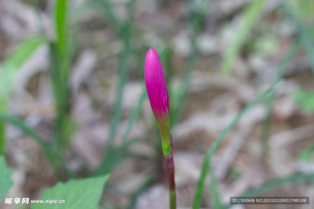 水仙花