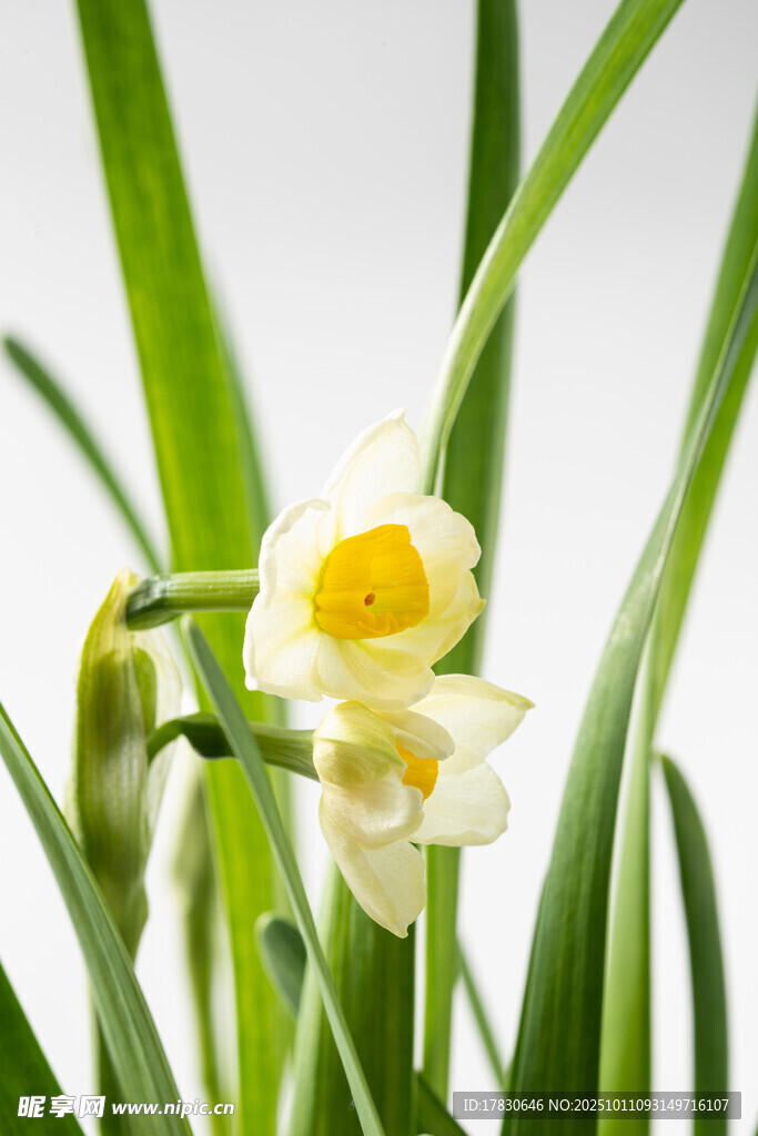 清新水仙花绽放
