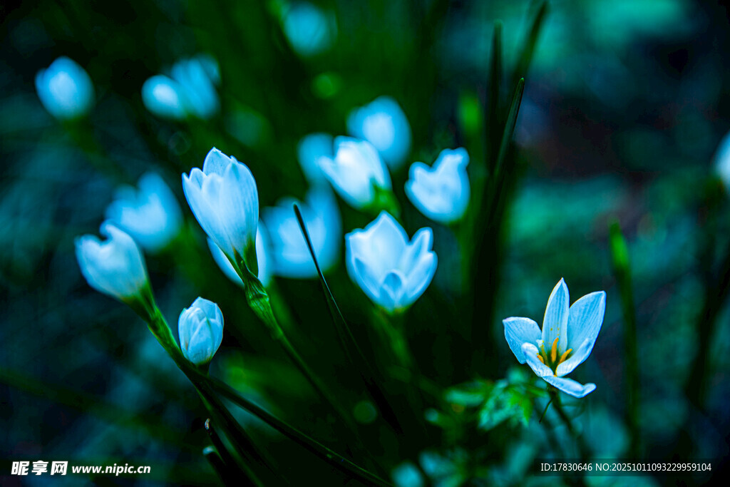 水仙花