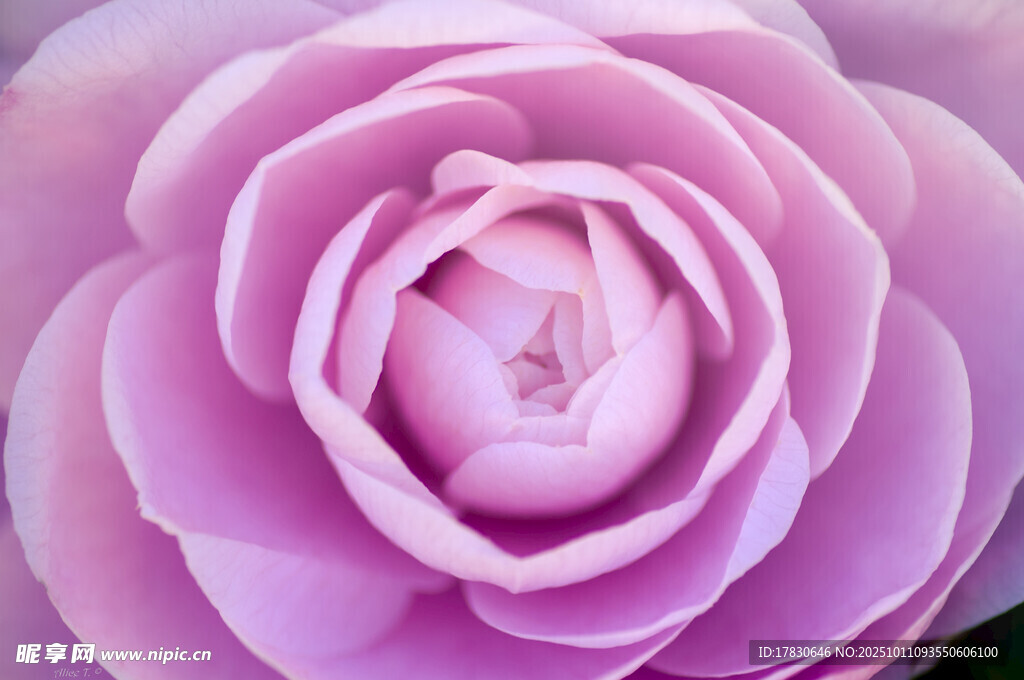 山茶花