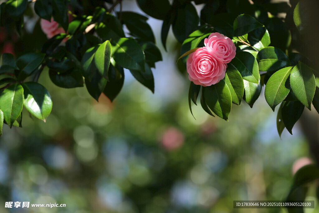 山茶花