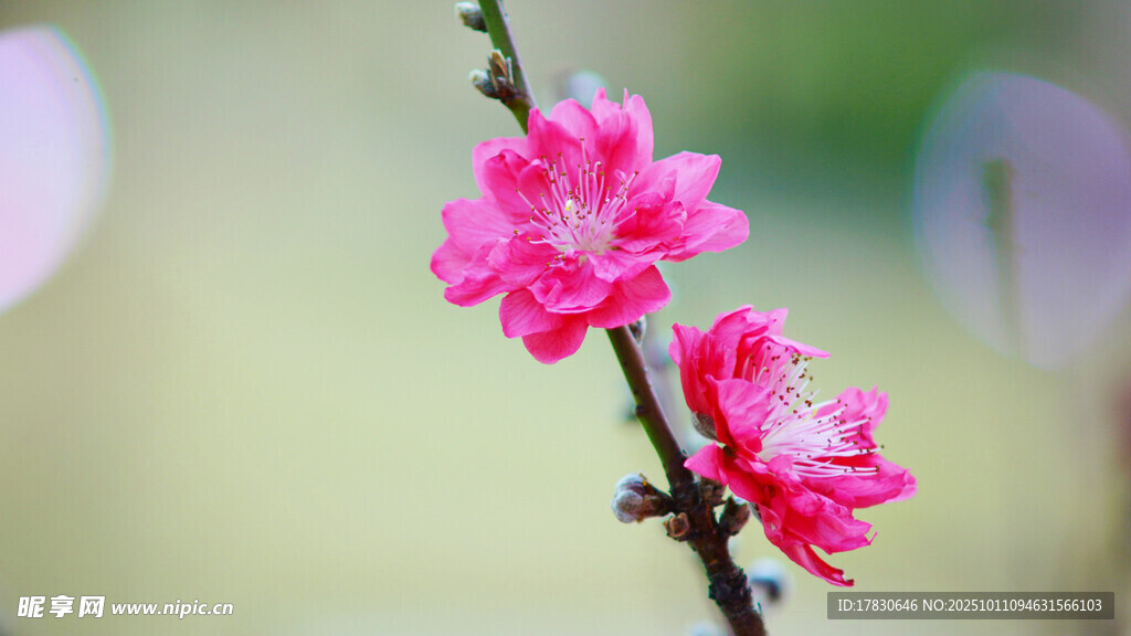 桃花