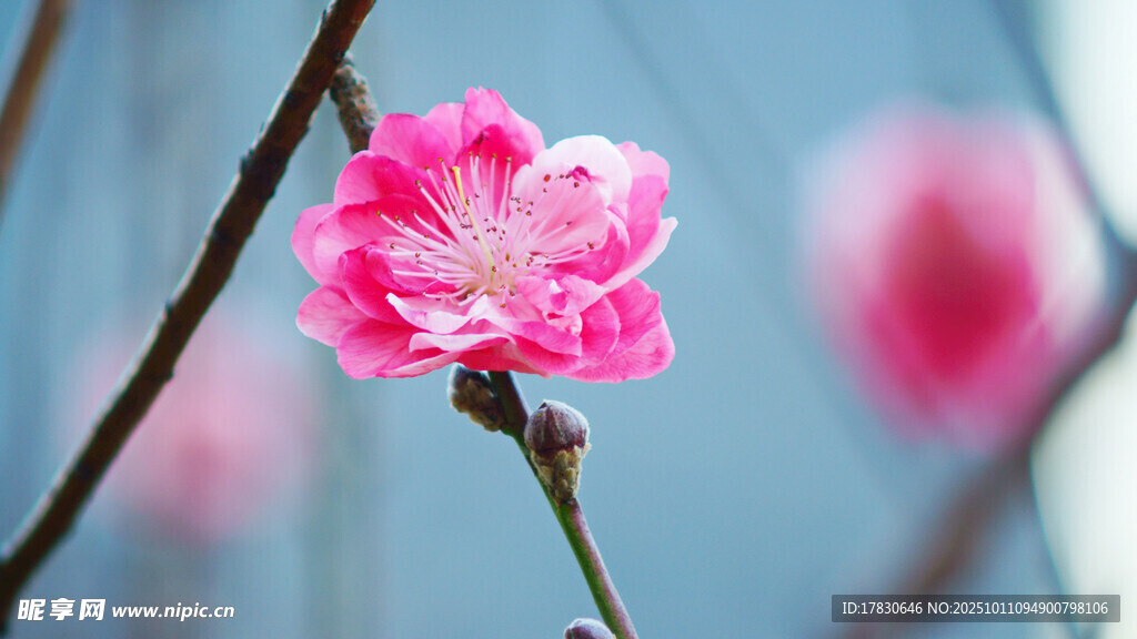 桃花