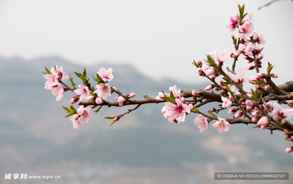 桃花