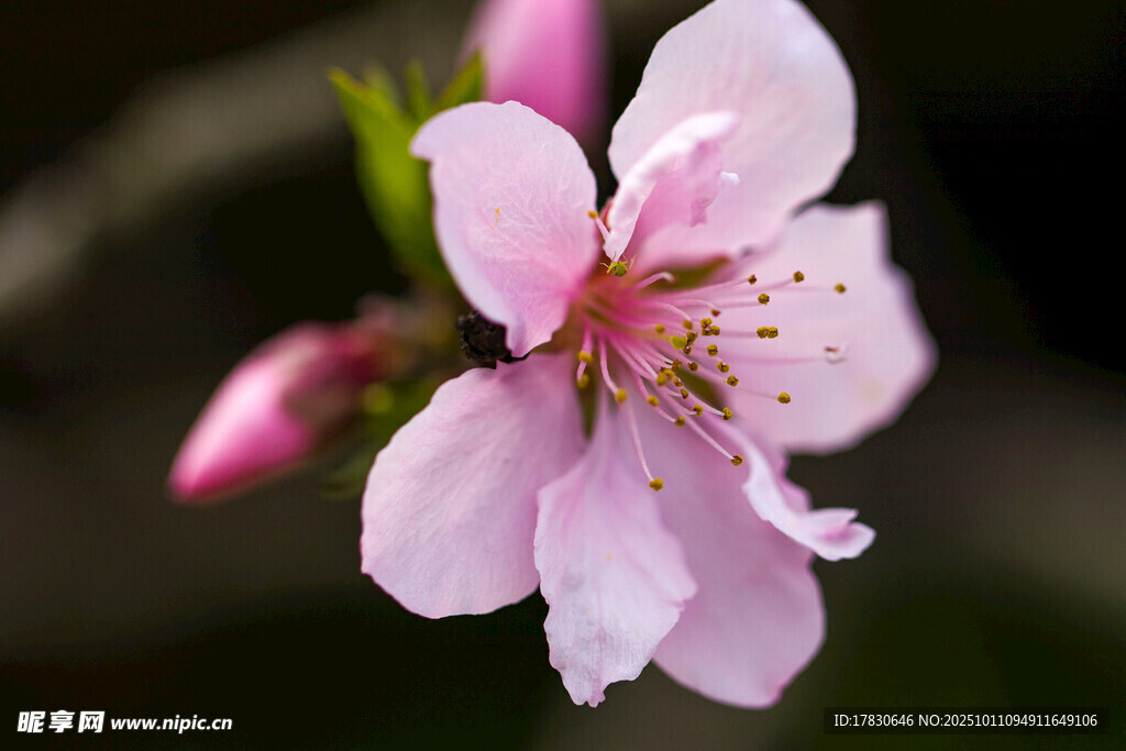 桃花