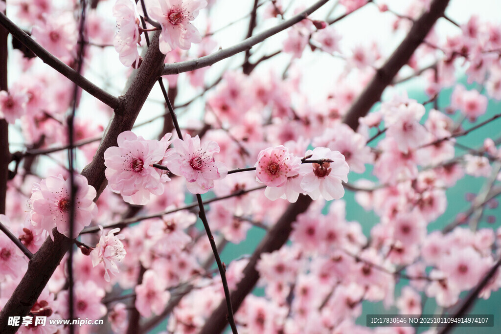 桃花