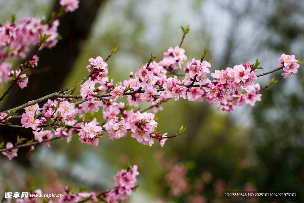 桃花
