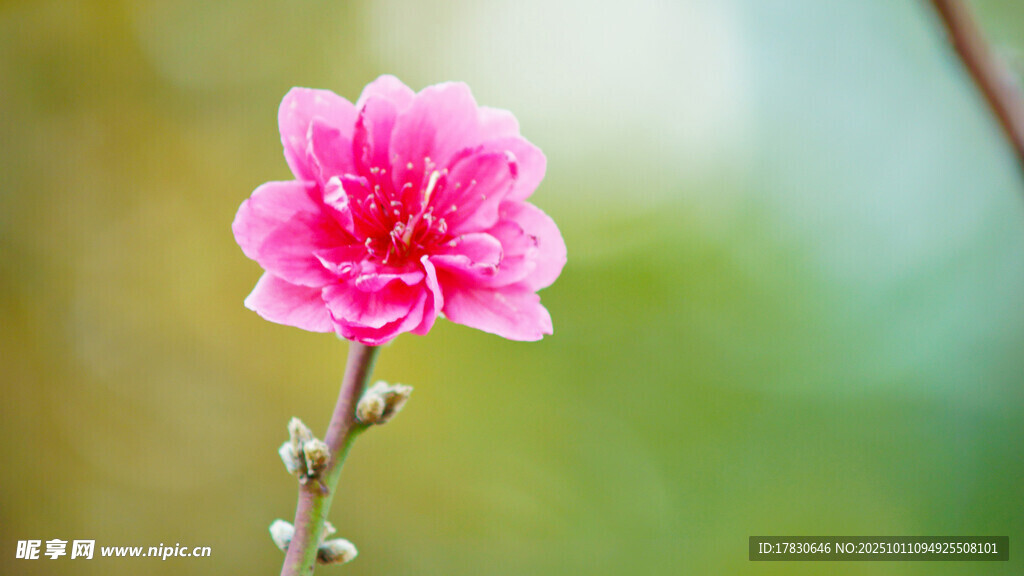 桃花
