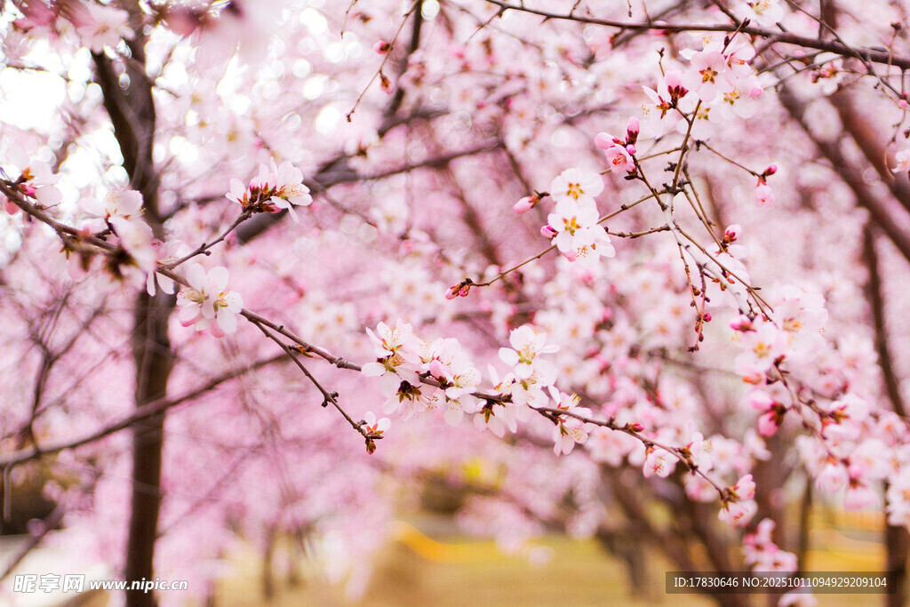 桃花