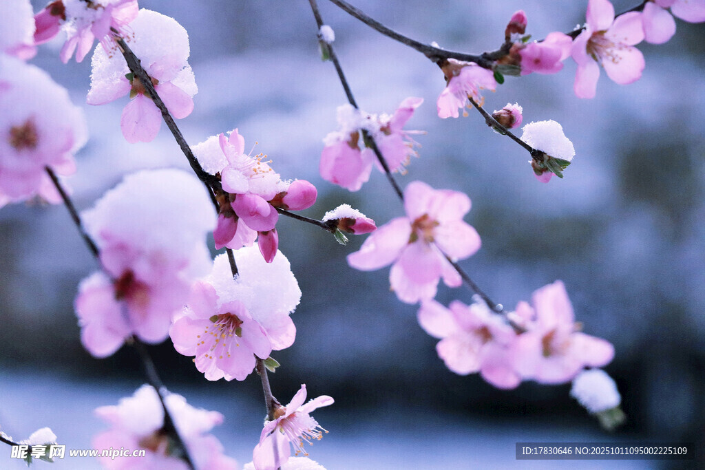 桃花