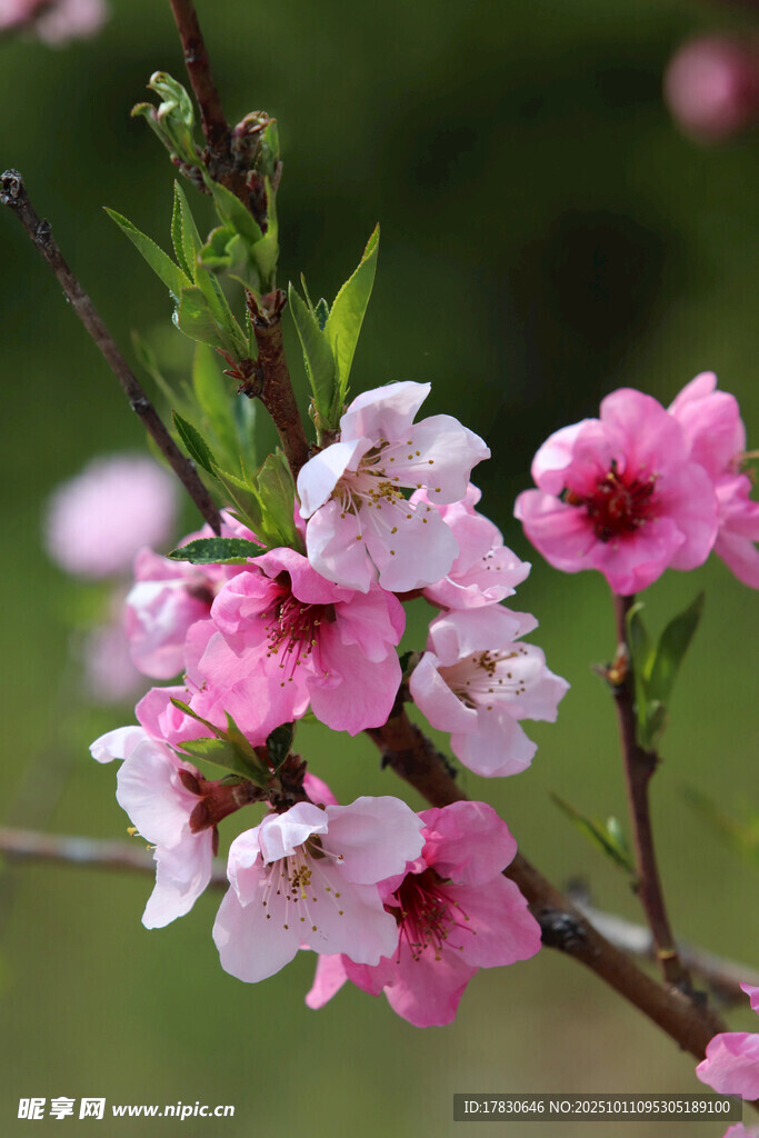 桃花