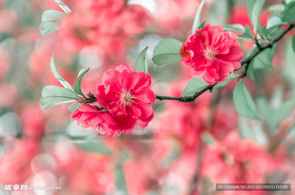 桃花