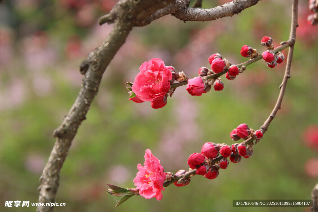 桃花