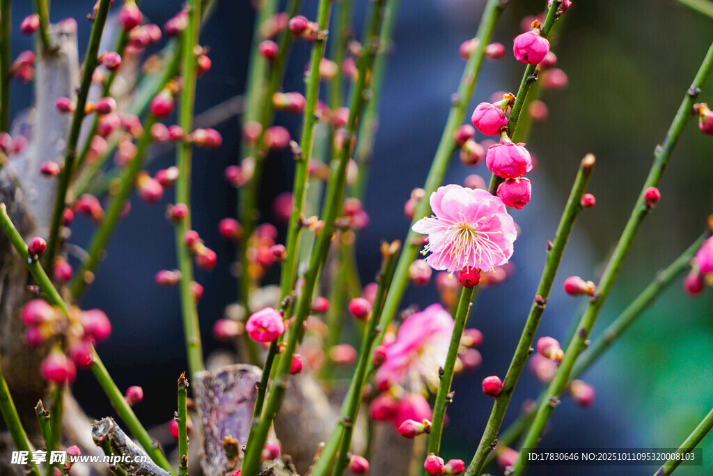 桃花