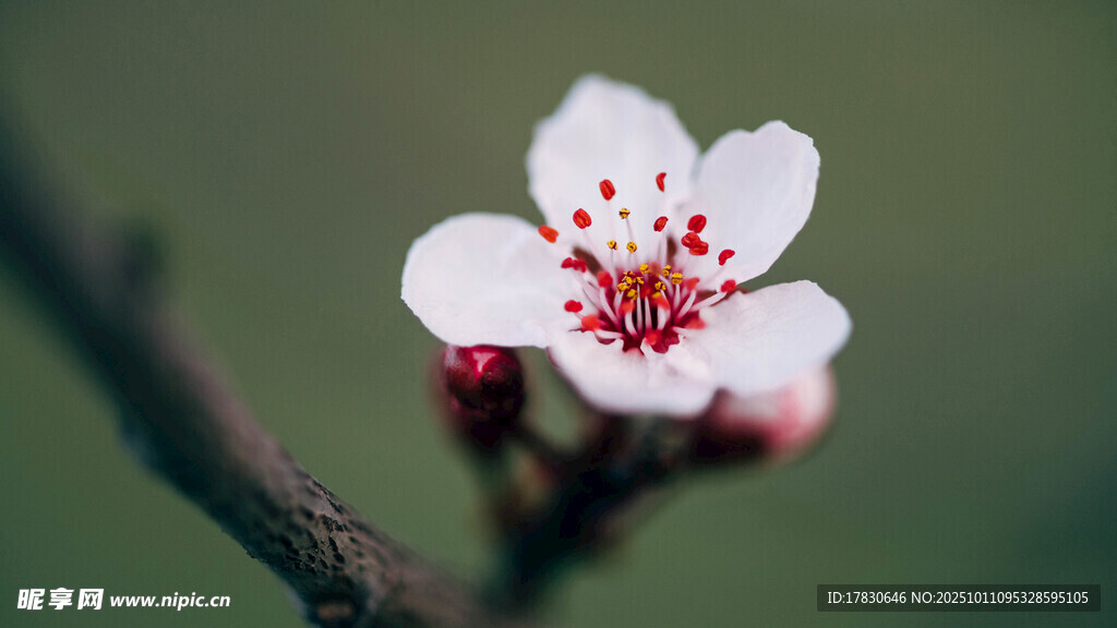 桃花