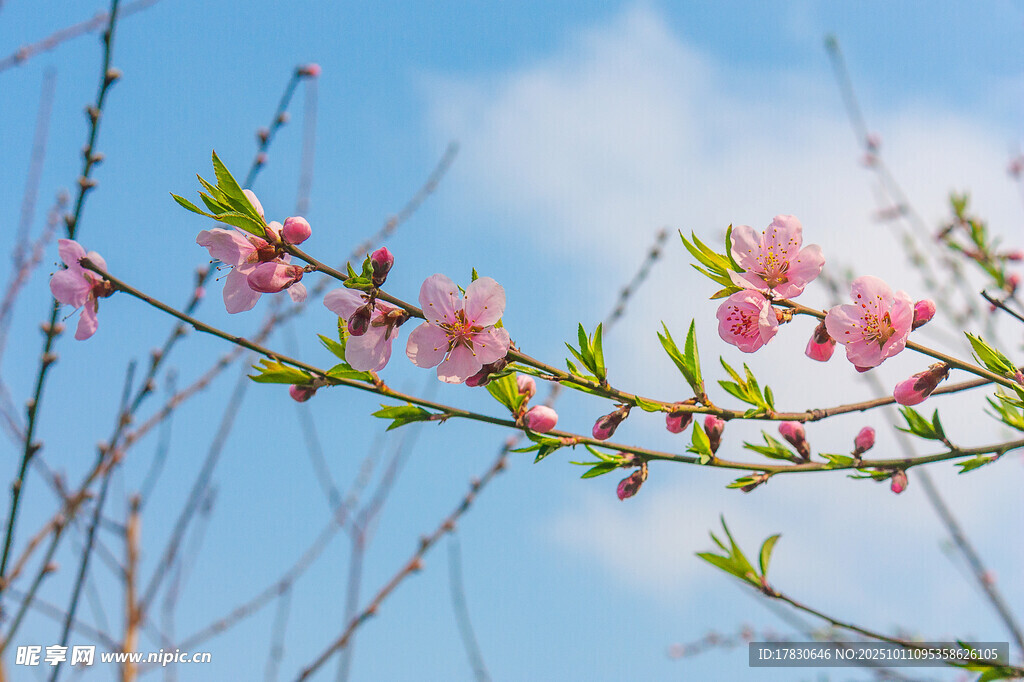 桃花