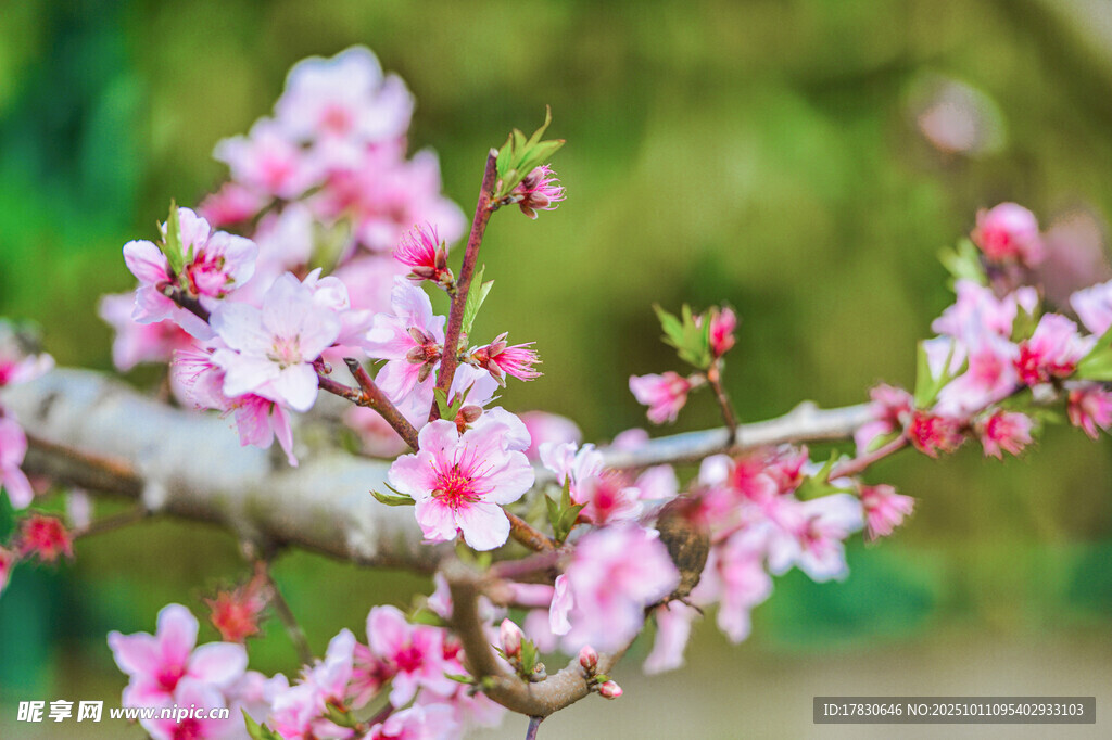 桃花