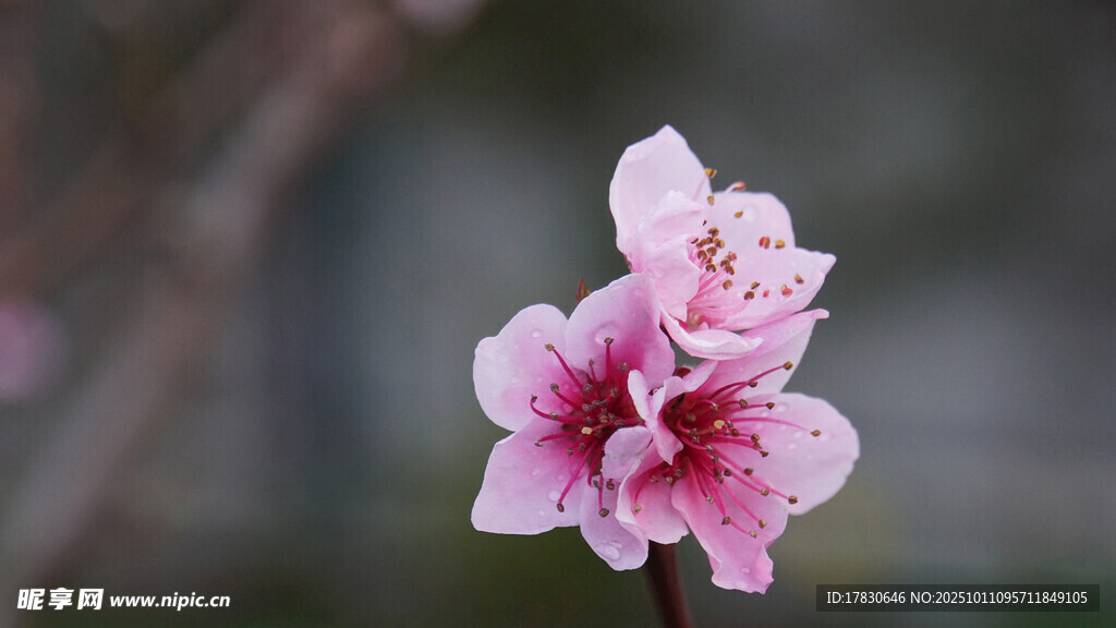 桃花