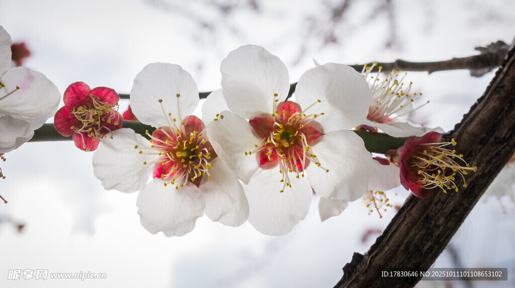 樱花