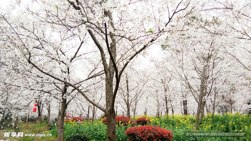 樱花