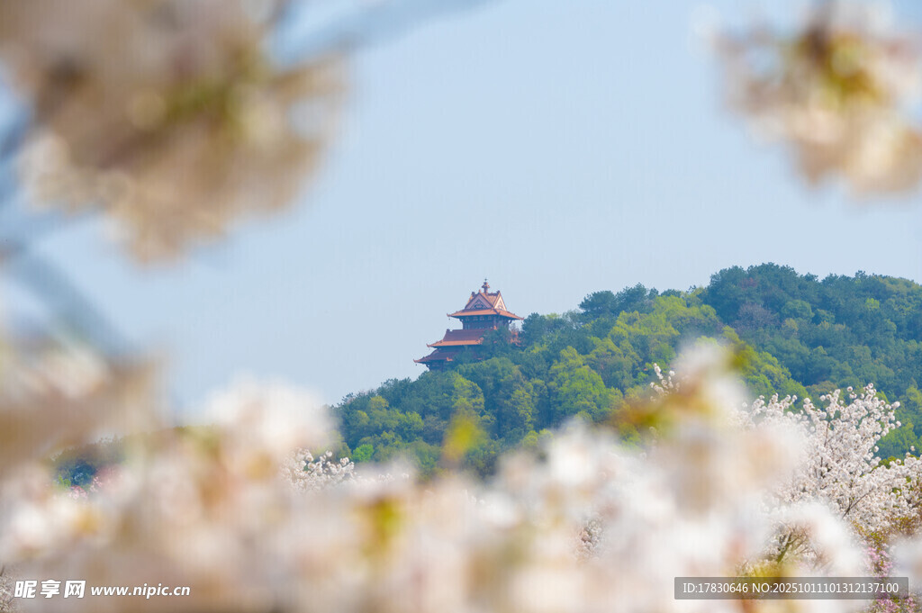 樱花