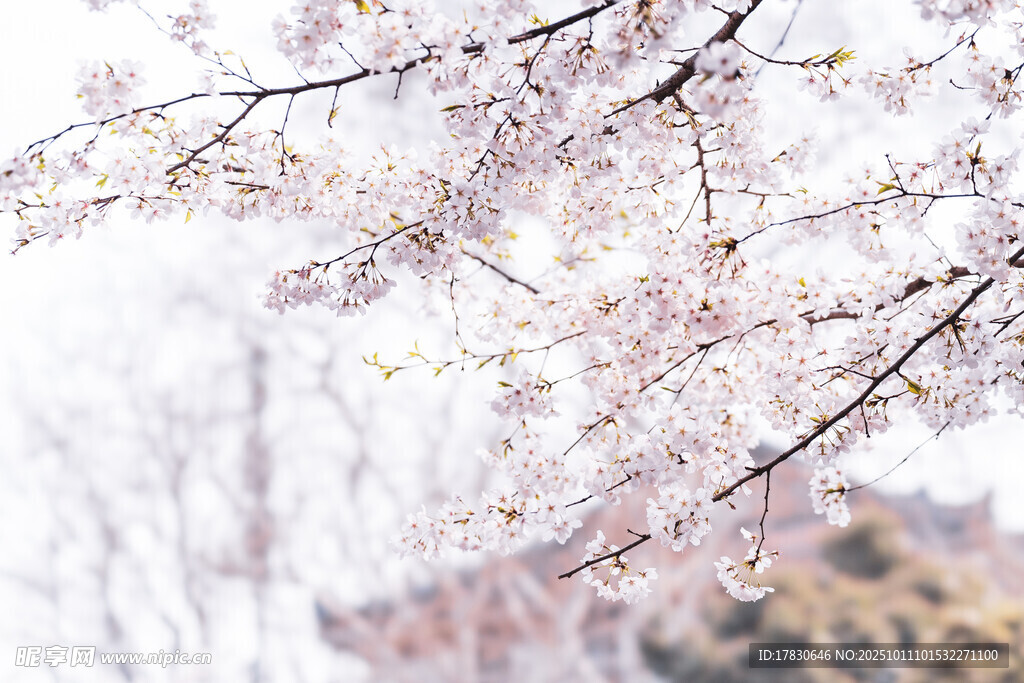 樱花