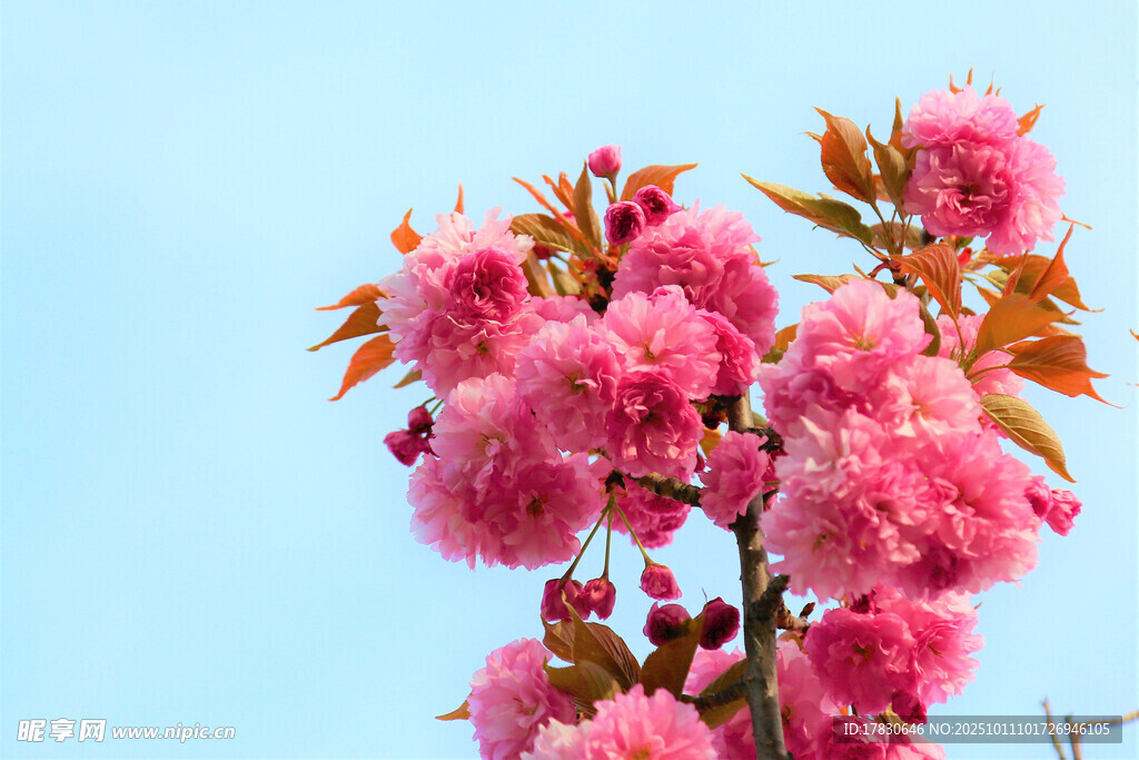 樱花