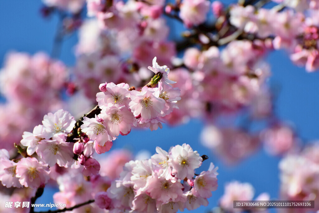樱花
