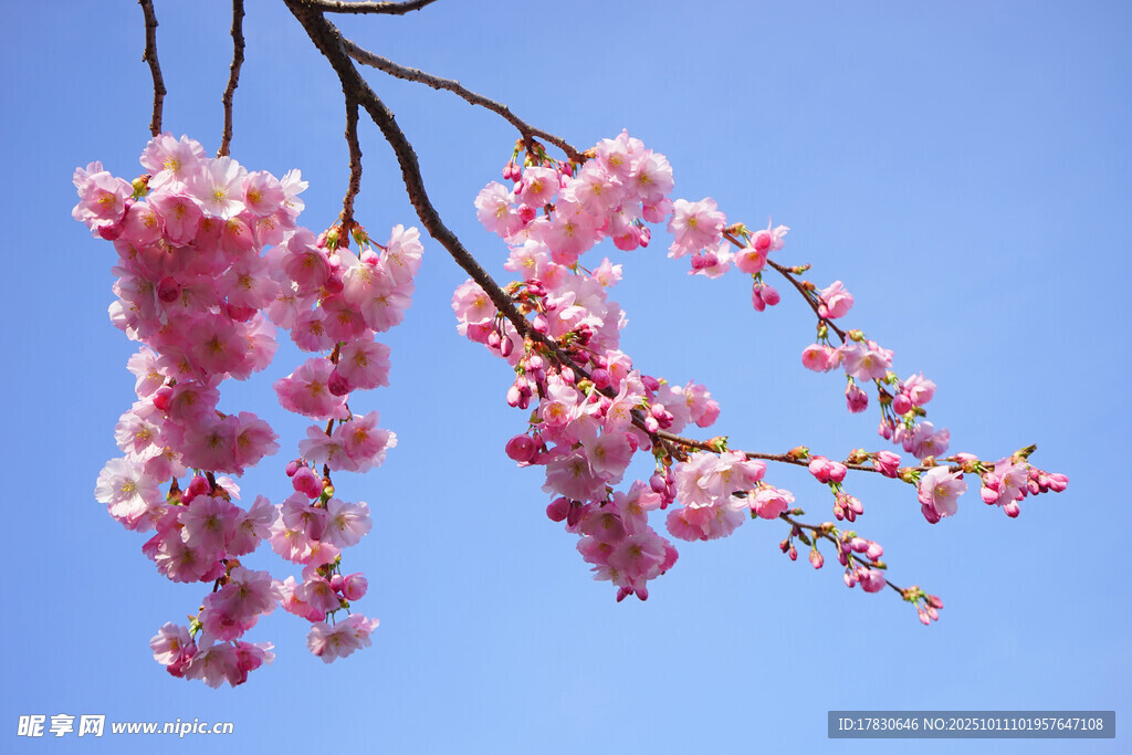 樱花