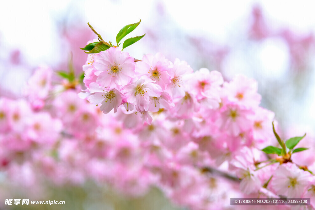 樱花