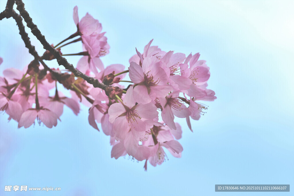 樱花