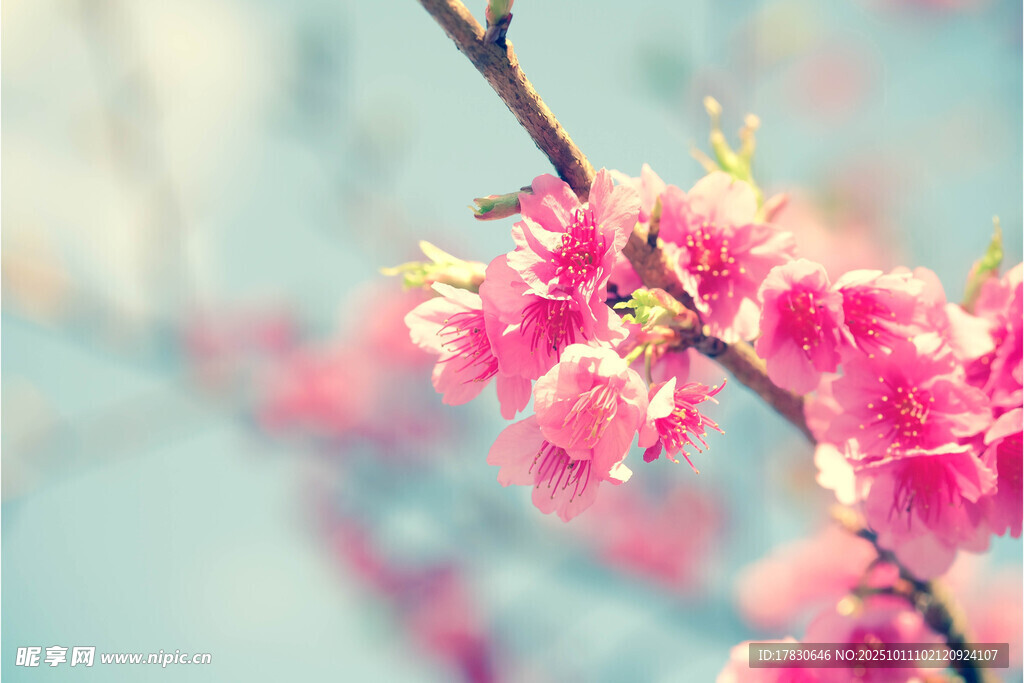 樱花