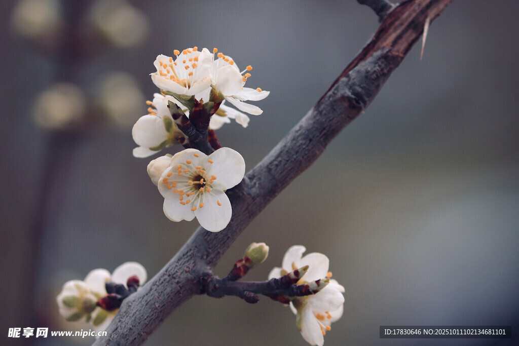 樱花