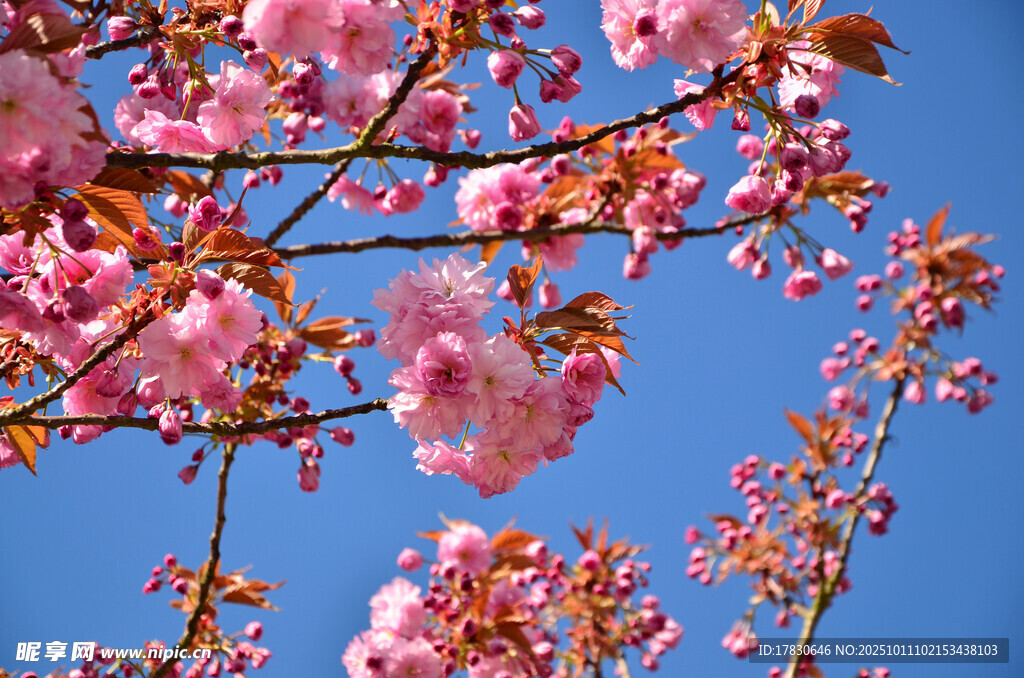 樱花