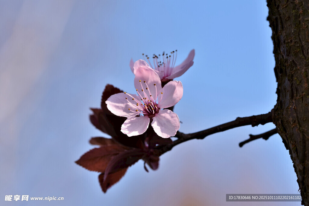 樱花